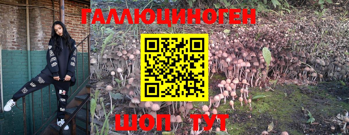Псилоцибиновые грибы мицелий Дербент